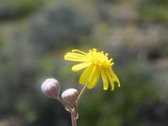 Crassothonna capensis