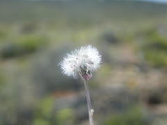 Crassothonna capensis