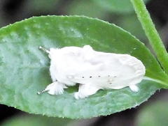 Naroma varipes