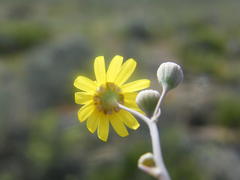 Crassothonna capensis