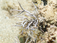 Amphiroa rigida
