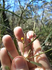 Acacia elongata