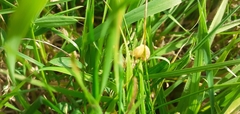 Rivula sericealis