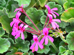 Pelargonium
