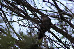 Bradypterus sylvaticus sylvaticus