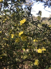 Hibbertia monogyna