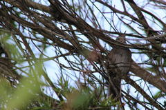 Bradypterus sylvaticus sylvaticus