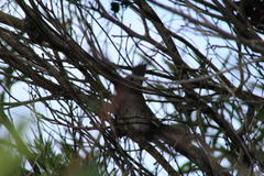 Bradypterus sylvaticus sylvaticus