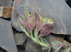 Pseudovesicaria digitata