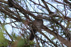 Bradypterus sylvaticus sylvaticus