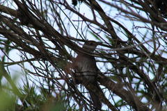 Bradypterus sylvaticus sylvaticus