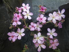 Frankenia repens