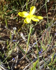 Moraea lewisiae