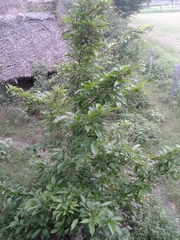 Citharexylum spinosum