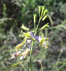 Heliophila cornuta