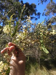 Acacia linifolia