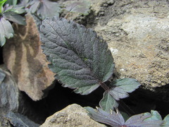 Symphyoloma graveolens