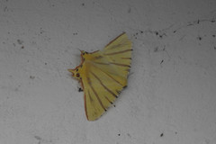 Ourapteryx primularis