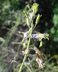 Heliophila cornuta