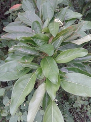 Citharexylum spinosum