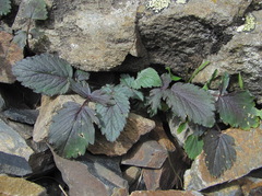 Symphyoloma graveolens