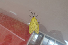 Herpa primulina