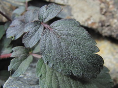 Symphyoloma graveolens