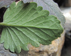 Symphyoloma graveolens