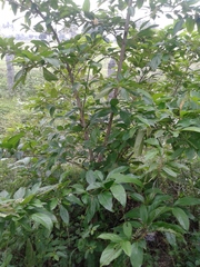 Citharexylum spinosum