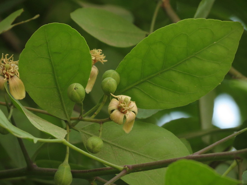 Aegle marmelos, Kasavanahalli, Karnataka 560035, India