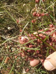 Lasiopetalum rufum