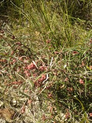 Lasiopetalum rufum