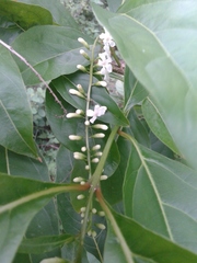 Citharexylum spinosum