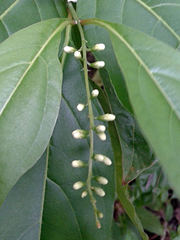 Citharexylum spinosum