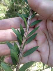 Melaleuca deanei