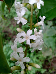 Citharexylum spinosum