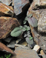 Symphyoloma graveolens