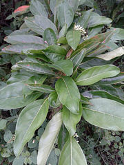 Citharexylum spinosum