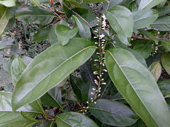 Citharexylum spinosum