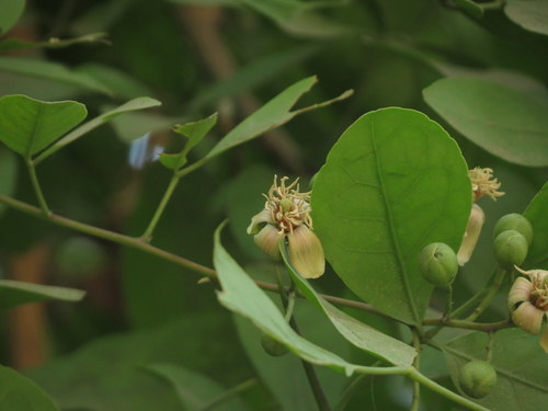 Aegle marmelos