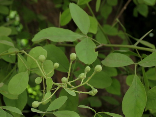 Aegle marmelos