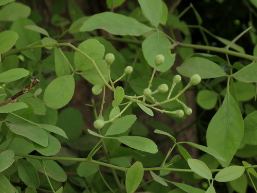 Aegle marmelos
