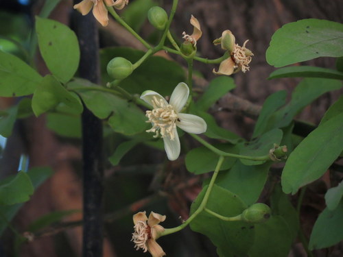 Aegle marmelos