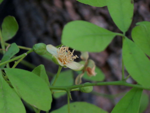 Aegle marmelos
