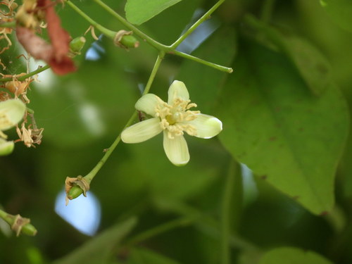 Aegle marmelos