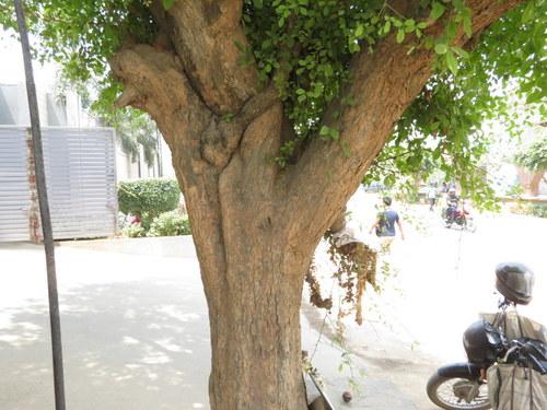 Image of Aegle marmelos by no rights reserved