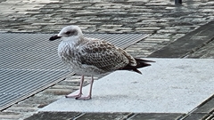 Larus