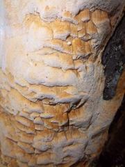 Antrodia heteromorpha