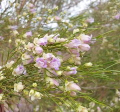 Eremophila sturtii