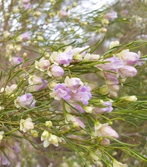 Eremophila sturtii